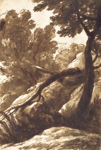 Paesaggio boscoso da Bartolomeo Torregiani